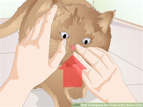 A cat's nose is often either wet or dry throughout the same day, with a dry nose not necessarily continue reading to learn which remedies our readers have tried to treat a dry nose in their cat or dog and whether they were successful! How to Diagnose the Cause of Dry Nose in Cats: 13 Steps