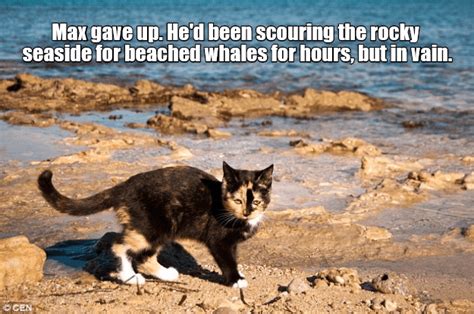Lolcats Beach Lol At Funny Cat Memes Funny Cat Pictures With Words On Them Lol Cat