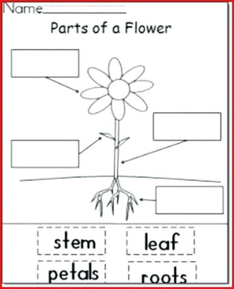 Parts Of The Plant Worksheet
