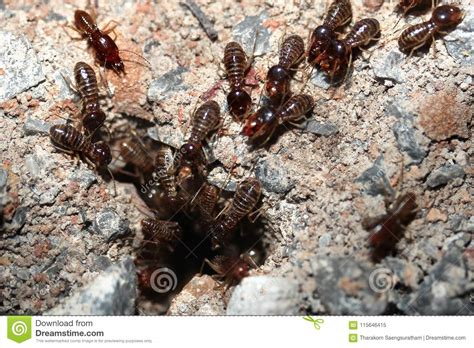 Hordes Of Termites Or White Ants Entering Into Soil Stock Image
