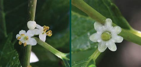 Plant Sex Monoecious Vs Dioecious Kb Johnson S Nursery