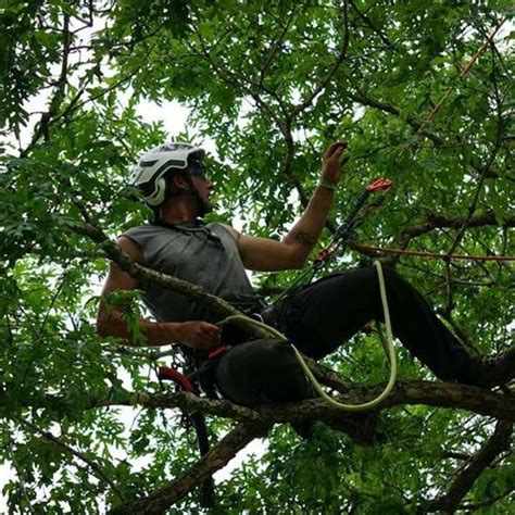 Greater Pittsburgh Tree Service Customer Focused Tree Care