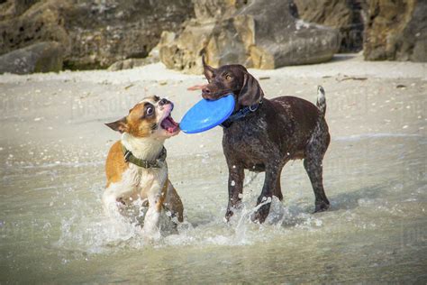 Two Dogs Playing With A Toy Frisbee On Beach Stock Photo Dissolve
