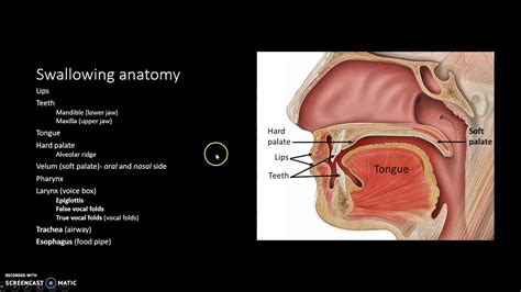 Intro To Swallowing Anatomy Youtube