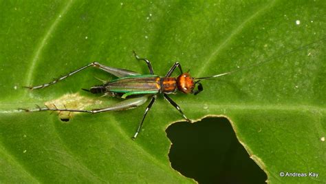 Colorful Cricket Phylloscirtus Sp Id By Oscar Javier Cad Flickr