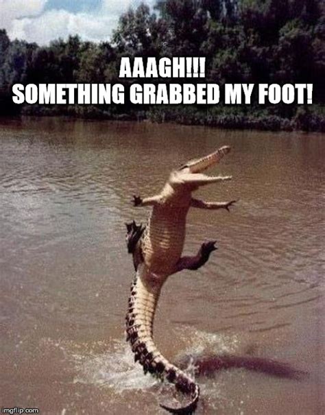 Crocodile Memes And S Imgflip