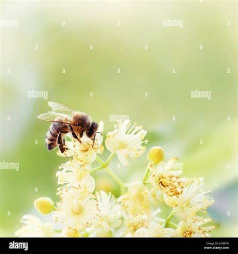 Honey Bee Pollinate Yellow Flower In The Spring Meadow Seasonal