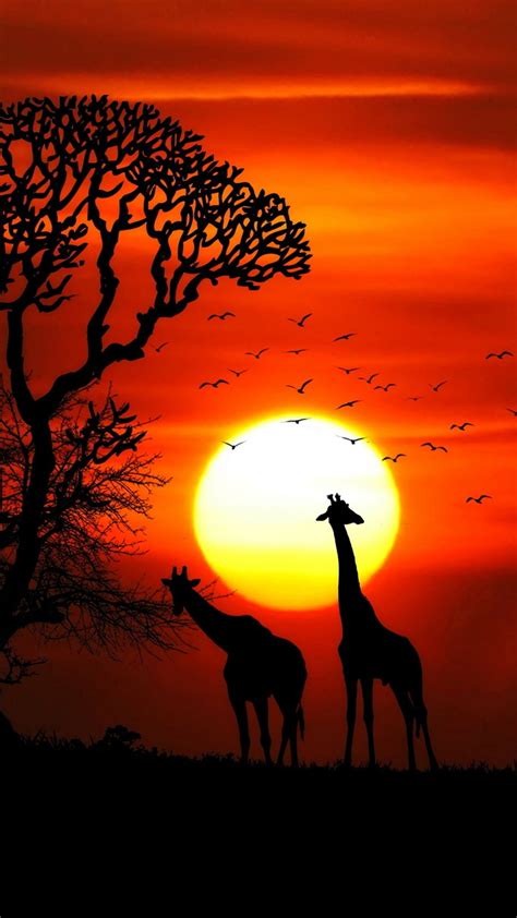1080x1920 1080x1920 Giraffe Animals Hd Nature Sunset Forest