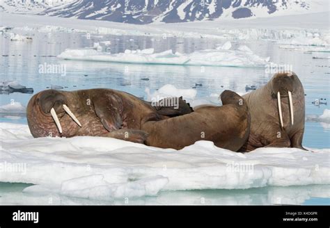 Walruses On Ice Flow In Franz Joseph Land Arctic Stock Photo Alamy