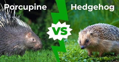 Porcupine Vs Hedgehog 8 Main Differences Explored Az Animals