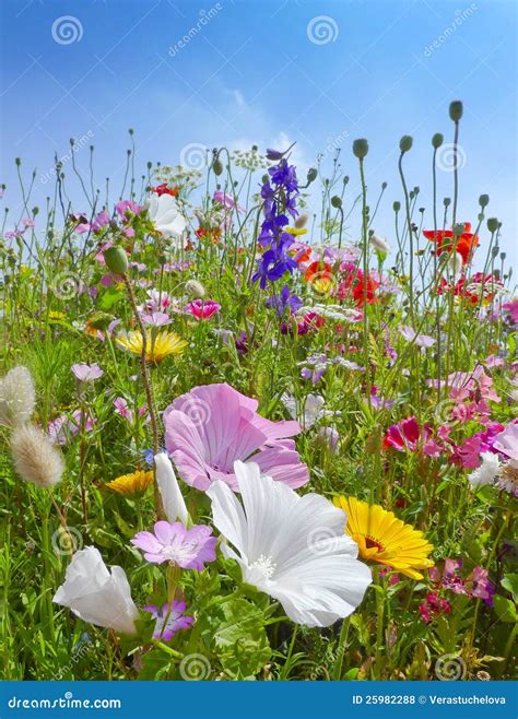 Meadows Flowers And Blue Sky Royalty Free Stock Photos Image 25982288
