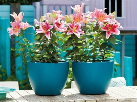 Planting Lilies In Containers Lily Plants Growing Lilies Lilly Plants