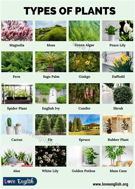 Plants Vocabulary 7esl Membership