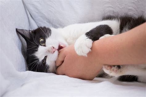 Cat Love Bites 5 Reasons Why They Do It And How To Respond
