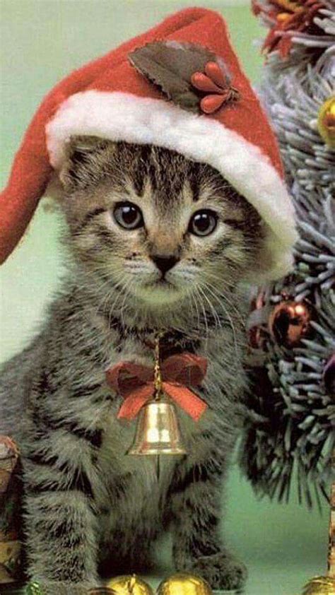 Pin By Nora Litton On Cats Christmas Kitten Christmas Animals