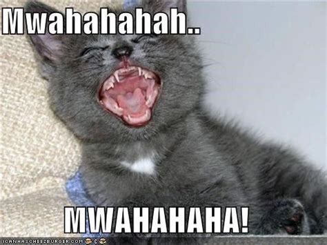Laughing Cat Cat Memes Laughing Animals