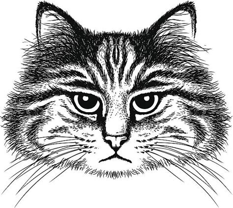 Best Drawing Of The Fluffy Tabby Cat Illustrations Royalty Free Vector