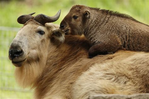 San Diego Zoos Golden Takin Calf Offers Glimpse Of A Seldom Seen