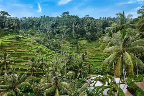 Tegallalang Rice Terrace Prestigo Asia