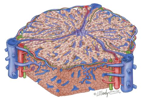 Liver Structure Sawchyn Medical Illustration