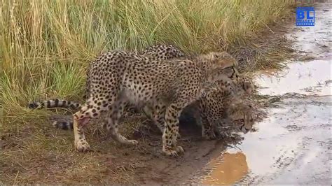 Cheetah's Secret Watering Hole - YouTube