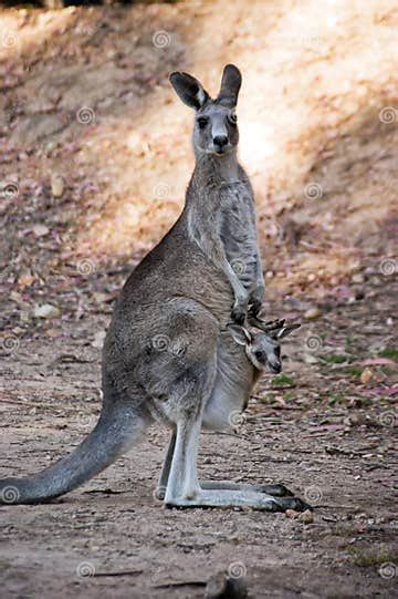 Mother And Baby Kangaroos Stock Photo Image Of Australian