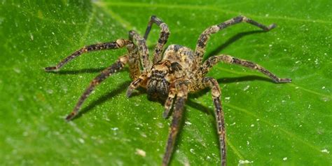 4 Common Spiders Of Central Kentucky Allans Of Central Kentucky