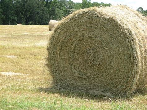 Round Bale Of Hay Photograph By Ellen Jones Fine Art America