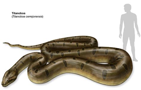 Things You Dont Know About Titanoboa Snake Pretend Magazine