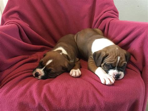 Ask questions and learn review how much boxer puppies for sale sell for below. Boxer Puppies For Sale | Philadelphia, PA #268450