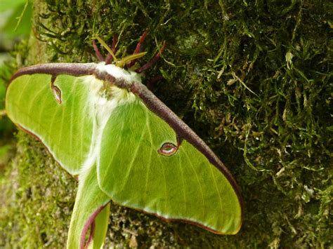 Luna Moths Creasey Mahan Nature Preserve