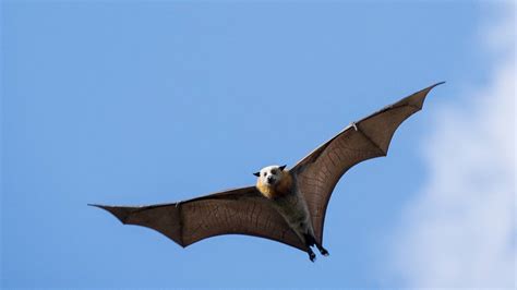Tamworth Flying Fox Population Swells To 100000 The Northern Daily