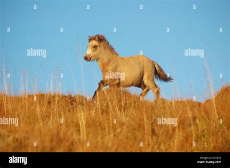 Galloping Icelandic Horse Foal Stock Photo Alamy