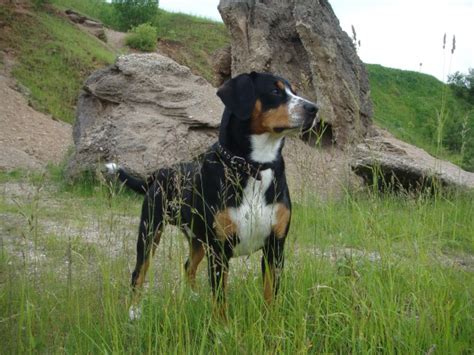 Entlebucher Mountain Dog Info History Temperament Training Puppy