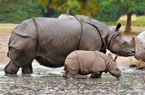 Increase In Nepal Rhino Population Amid Lockdown Thrills Conservationists