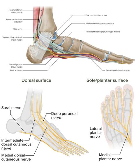 Identifying Causes Of Foot Nerve Pain What You Need To Know El Paso
