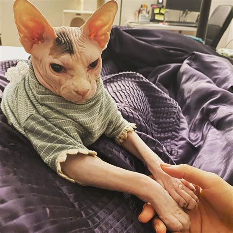 Sphynx Cat Getting A Manicure Pet Memes Sphynx Cat Sphinx Animal