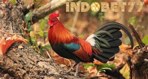 Ayam bangkok ialah sejenis ayam aduan yang populer di asia tenggara dan khususnya di. 47+ Jenis Warna Jalak Ayam