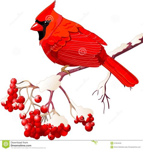 Download Northern Cardinal Clipart For Free Designlooter 2020 👨‍🎨