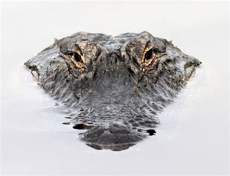 Alligator Head Floating 1400×1074 Water Drawing Water Art