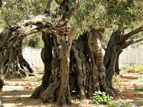 Blue Eyed Ennis The Garden Of Gethsemane 2012
