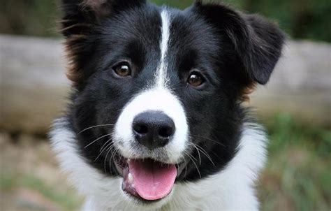 17 Border Collies You Should Follow On Instagram The Paws