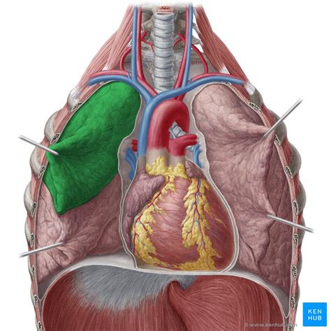 Lung Anatomy Blood Supply Innervation Functions Kenhub