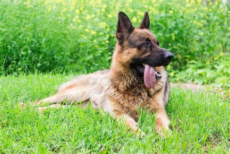 German Shepherd Dog Stock Image Image Of Pedigree Portrait 32764805