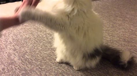 Cat Doing Tricks Youtube