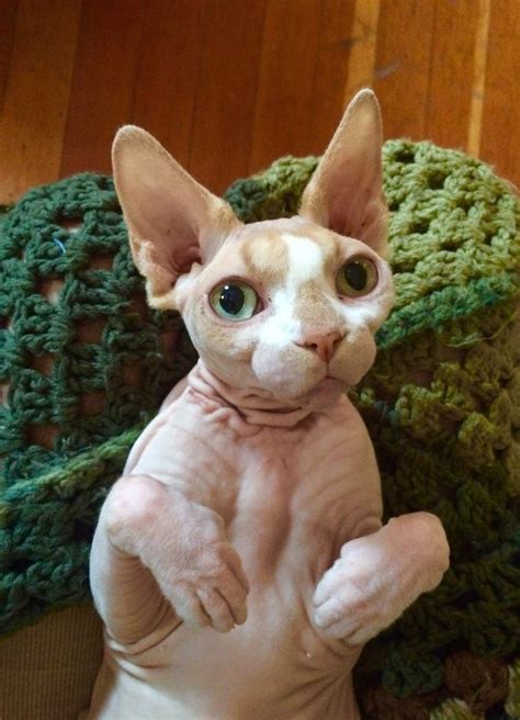 Sphynx Cat Breed Information Pictures Characteristics And Facts Cat