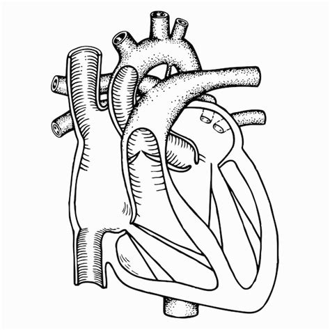 Corazón Humano Vector Premium