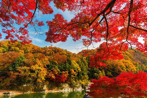 A Complete Fall Color And Autumn Leaf Viewing Guide