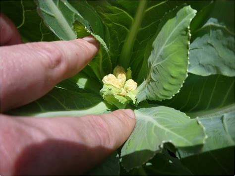 How To Plant Cauliflower Seeds Mycoffeepotorg