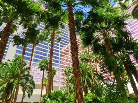 5 Tips For Caring For Palm Trees In Las Vegas